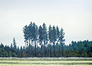 Großer Wald 11, Öl auf Leinwand, 200 x 145 cm, 2011