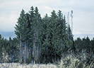 Großer Wald 12, Öl auf Leinwand, 200 x 145 cm, 2011