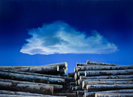 Großer Wald 5, Öl auf Leinwand, 200 x 145 cm, 2011