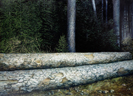 Großer Wald 6, Öl auf Leinwand, 200 x 145 cm, 2010