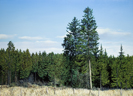 Großer Wald 7, Öl auf Leinwand, 200 x 145 cm, 2011