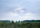 Großer Wald 8, Öl auf Leinwand, 200 x 145 cm, 2011