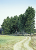 Kleiner Wald 11, Öl auf Leinwand, 50 x 70 cm, 2011