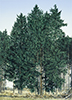 Kleiner Wald 12, Öl auf Leinwand, 50 x 70 cm, 2011