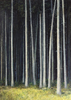 Kleiner Wald 1, Öl auf Leinwand, 50 x 70 cm, 2011