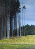 Kleiner Wald 3, Öl auf Leinwand, 50 x 70 cm, 2011