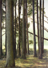 Kleiner Wald 5, Öl auf Leinwand, 50 x 70 cm, 2011