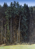 Kleiner Wald 8, Öl auf Leinwand, 50 x 70 cm, 2011